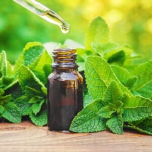 Mentha Arvensis Oil Crude – $15/kgs (Standard Packing – 25 kgs HDPE box)