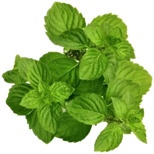 Cornmint Oil – $15/kgs (Standard Packing – 25 kgs HDPE box)